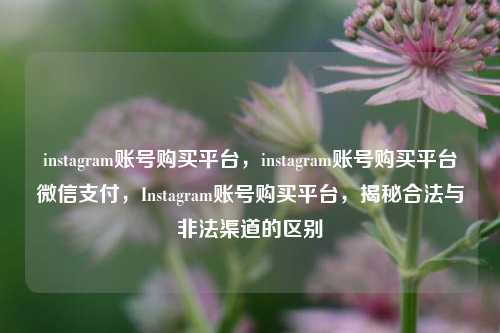 instagram账号购买平台，instagram账号购买平台微信支付，Instagram账号购买平台，揭秘合法与非法渠道的区别