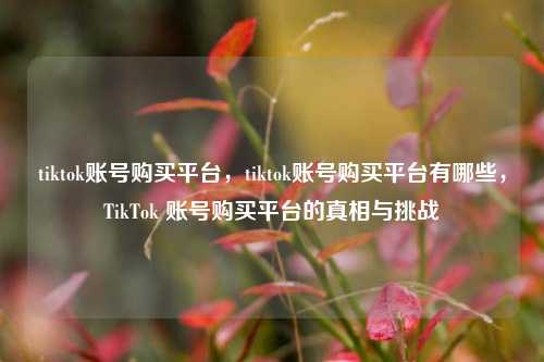 tiktok账号购买平台，tiktok账号购买平台有哪些，TikTok 账号购买平台的真相与挑战