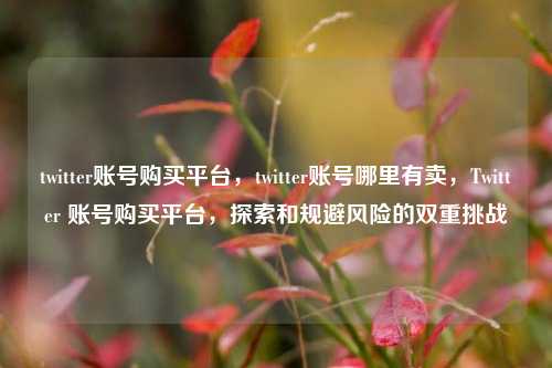 twitter账号购买平台，twitter账号哪里有卖，Twitter 账号购买平台，探索和规避风险的双重挑战