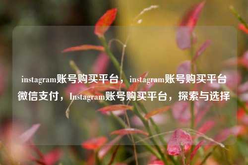 instagram账号购买平台，instagram账号购买平台微信支付，Instagram账号购买平台，探索与选择