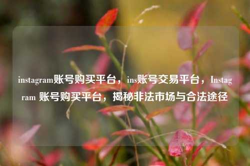 instagram账号购买平台，ins账号交易平台，Instagram 账号购买平台，揭秘非法市场与合法途径
