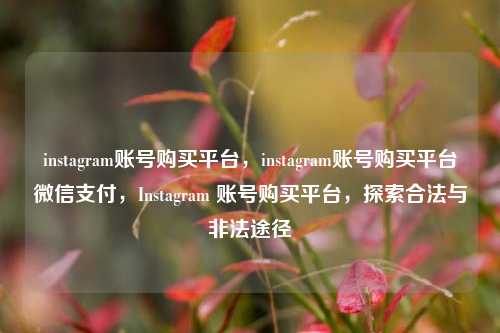 instagram账号购买平台，instagram账号购买平台微信支付，Instagram 账号购买平台，探索合法与非法途径