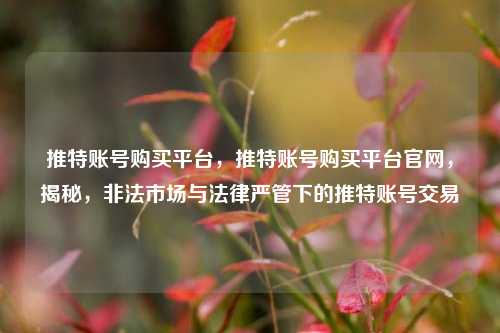 推特账号购买平台，推特账号购买平台官网，揭秘，非法市场与法律严管下的推特账号交易