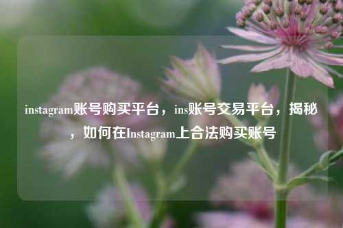 instagram账号购买平台，ins账号交易平台，揭秘，如何在Instagram上合法购买账号