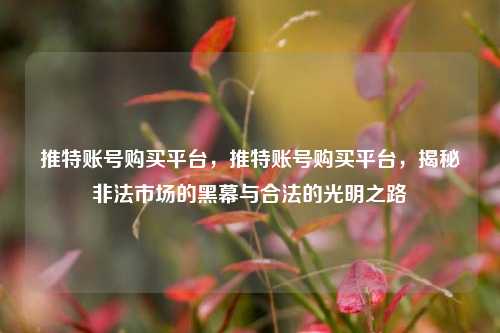 推特账号购买平台，推特账号购买平台，揭秘非法市场的黑幕与合法的光明之路