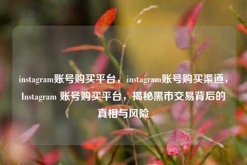 instagram账号购买平台，instagram账号购买渠道，Instagram 账号购买平台，揭秘黑市交易背后的真相与风险