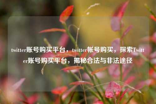 twitter账号购买平台，twitter帐号购买，探索Twitter账号购买平台，揭秘合法与非法途径